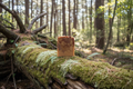 Goat milk soap bar on a mossy log in a woodsy forest setting